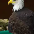 Sam the bald eagle poses for another photo, Tiger Cubs at Banham Zoo, Banham, Norfolk - 6th August 2013