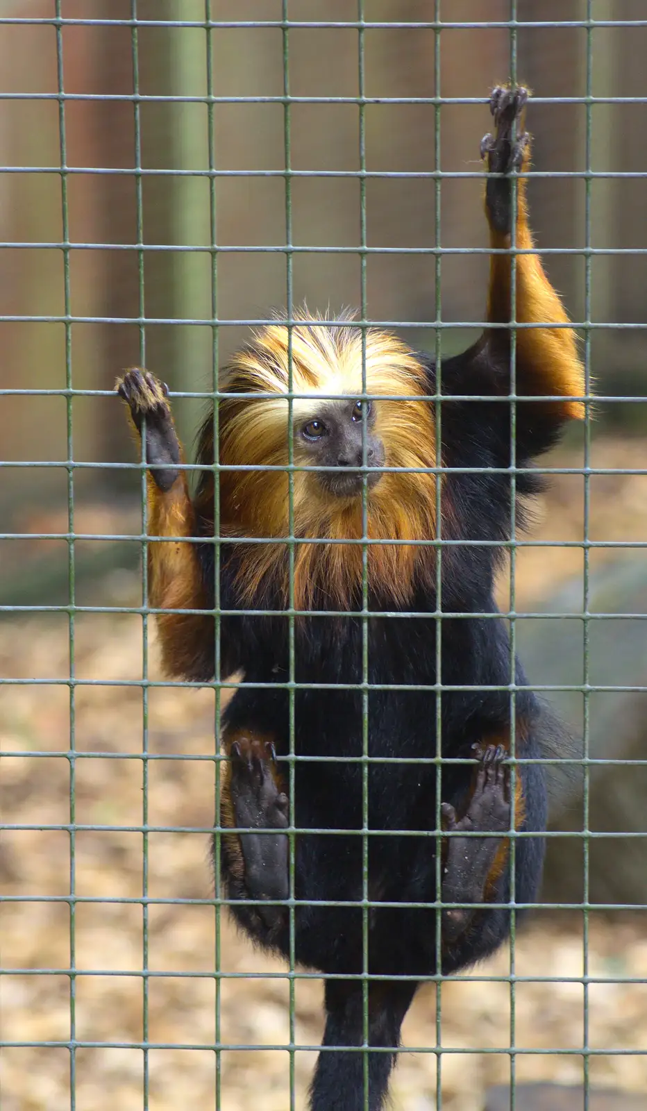 A Tamarin monkey plots its escape, from Tiger Cubs at Banham Zoo, Banham, Norfolk - 6th August 2013