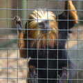 A Tamarin monkey plots its escape, Tiger Cubs at Banham Zoo, Banham, Norfolk - 6th August 2013