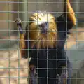 A Tamarin monkey plots its escape, Tiger Cubs at Banham Zoo, Banham, Norfolk - 6th August 2013