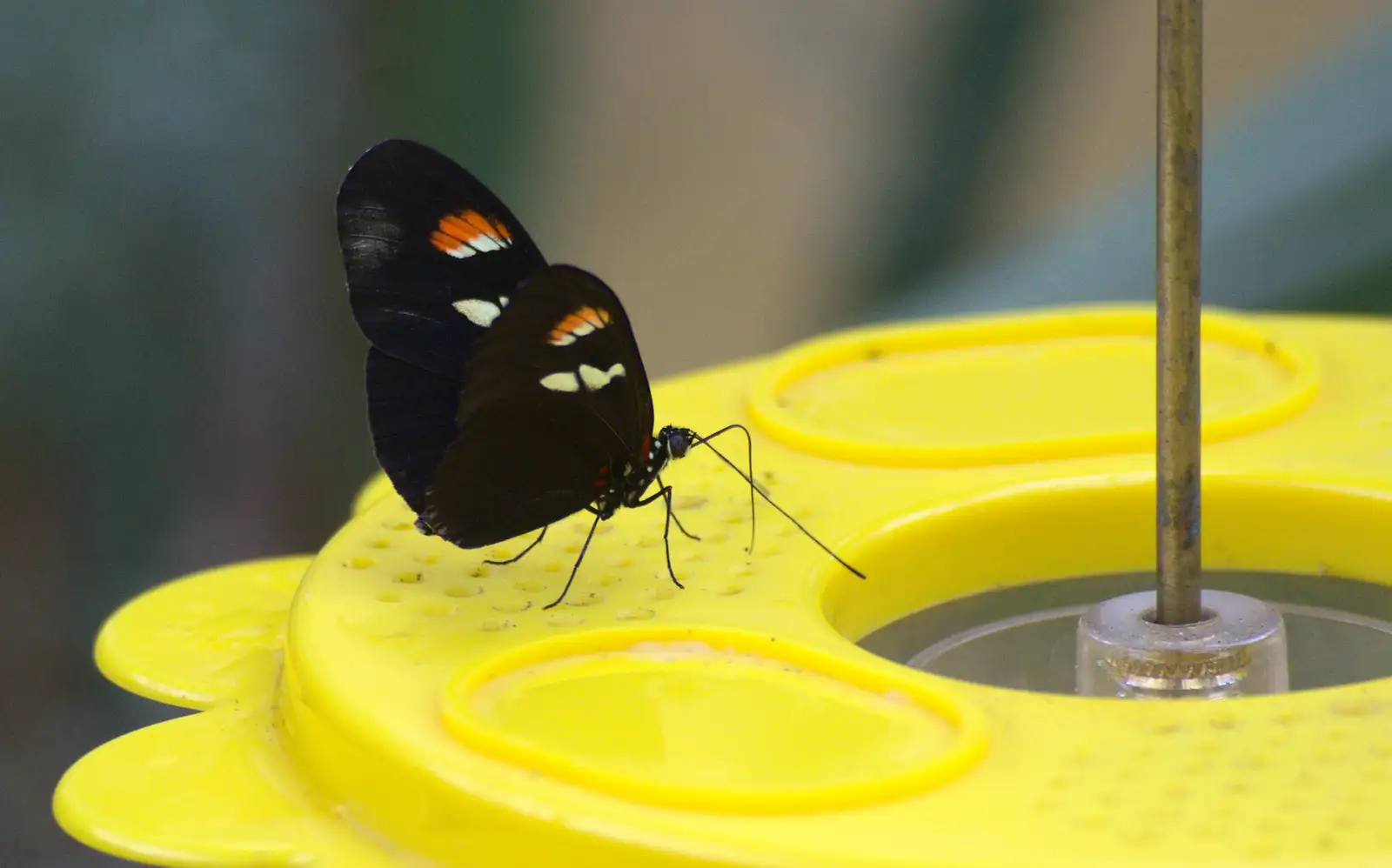 A butterfly on a fake flower, from Tiger Cubs at Banham Zoo, Banham, Norfolk - 6th August 2013