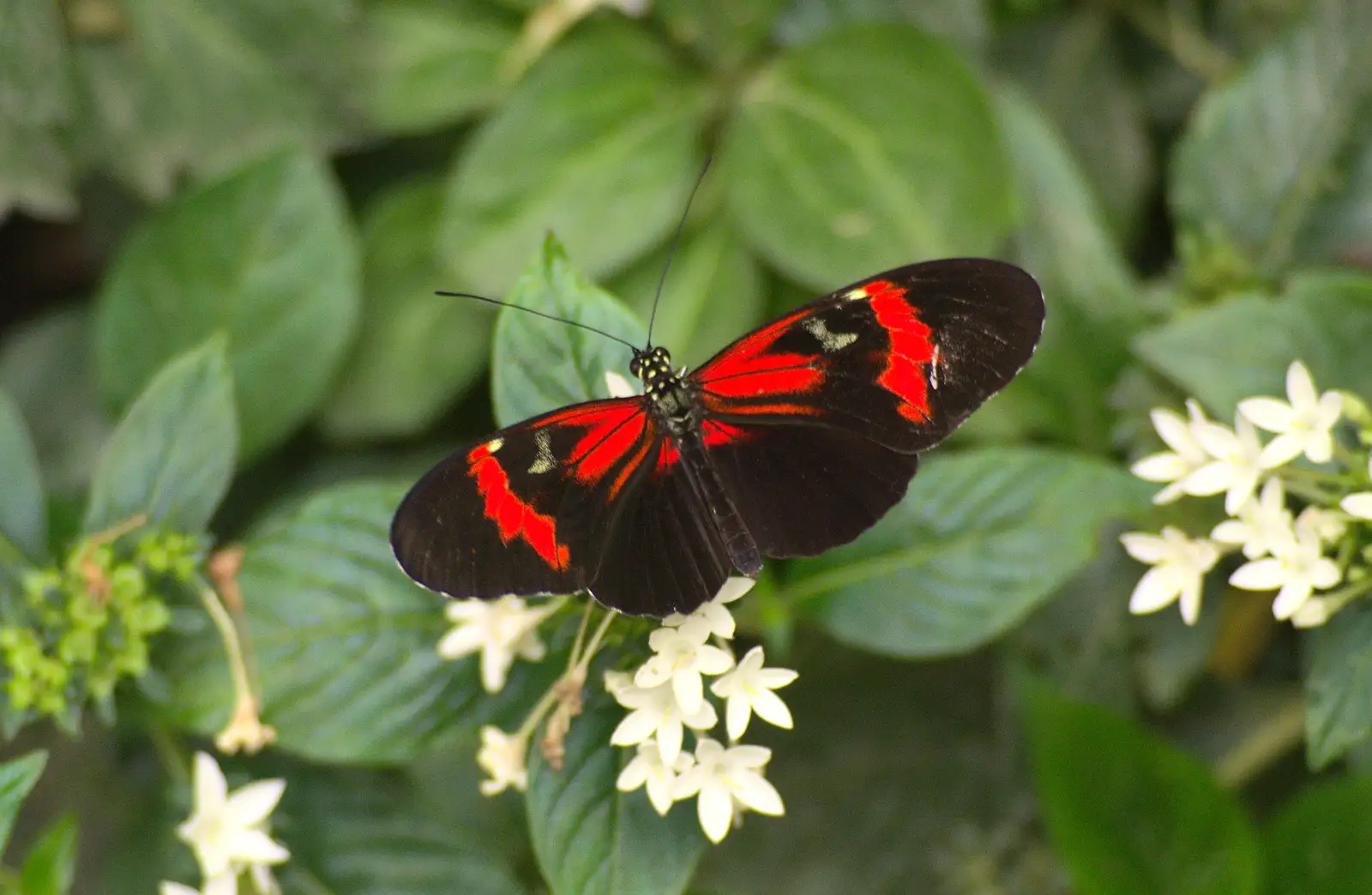 Big butterflies in the new tropical oasis building, from Tiger Cubs at Banham Zoo, Banham, Norfolk - 6th August 2013