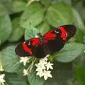 Big butterflies in the new tropical oasis building, Tiger Cubs at Banham Zoo, Banham, Norfolk - 6th August 2013