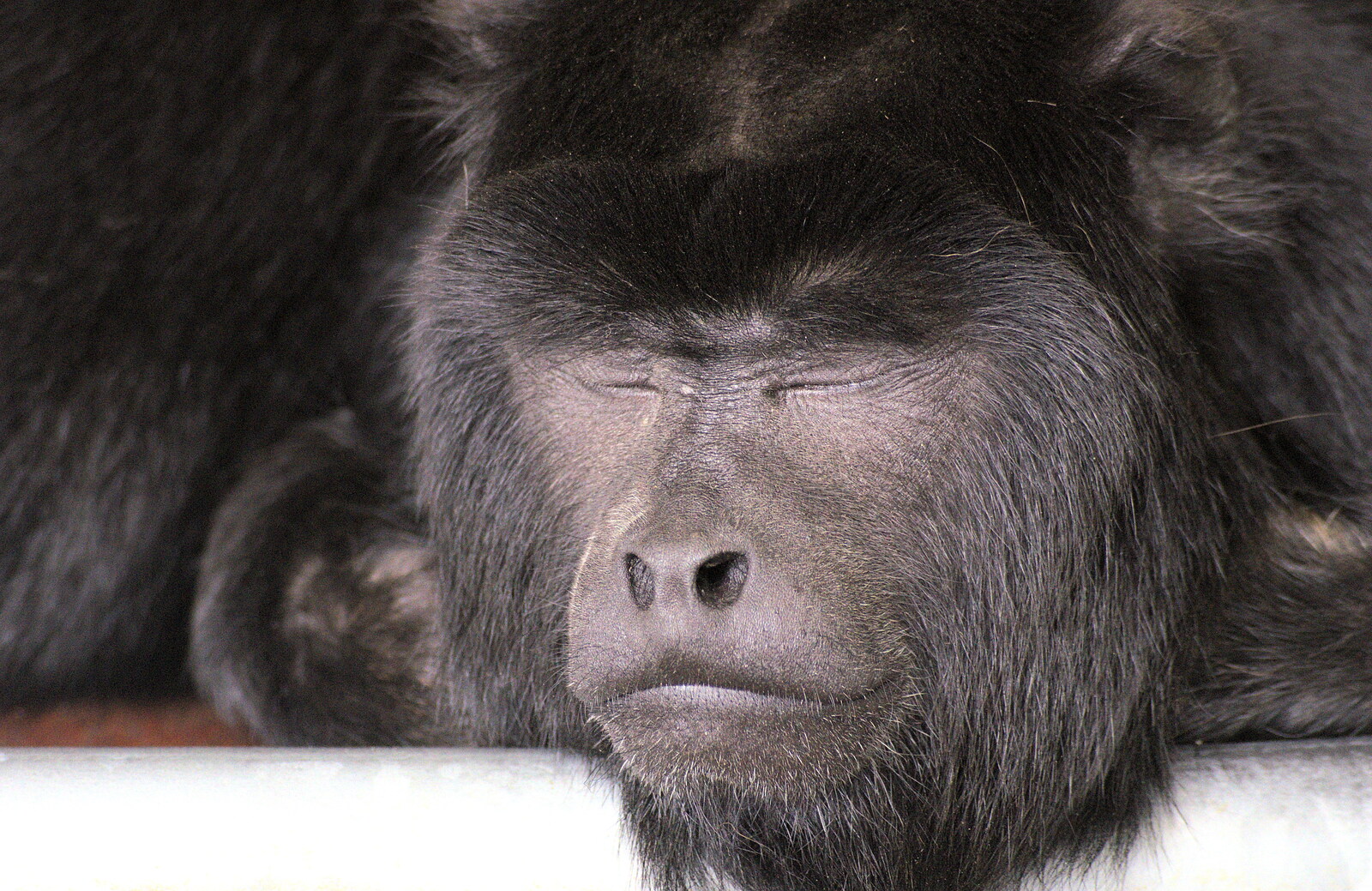 A sleepy ape from Tiger Cubs at Banham Zoo, Banham, Norfolk - 6th August 2013