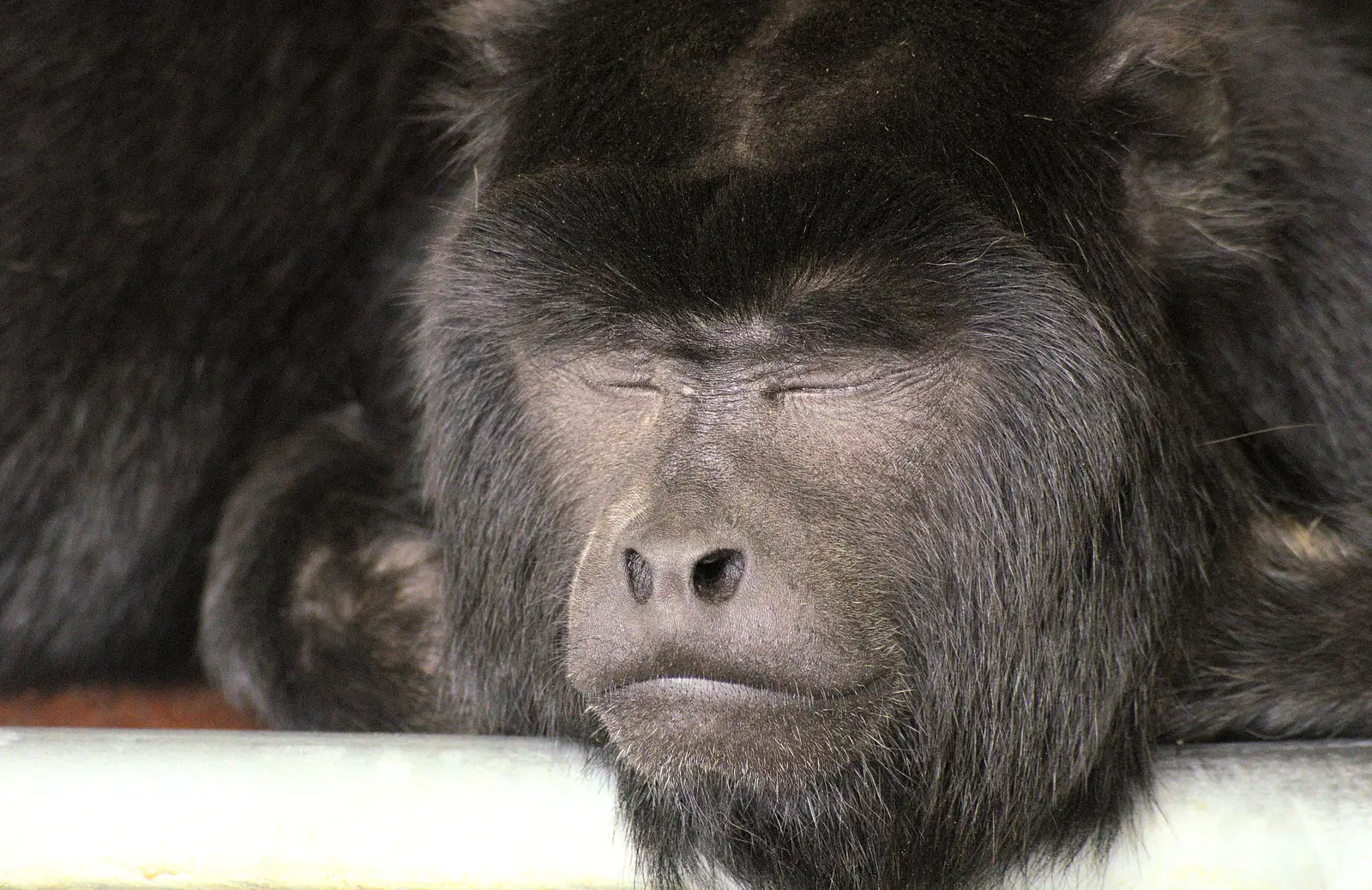 A sleepy ape, from Tiger Cubs at Banham Zoo, Banham, Norfolk - 6th August 2013