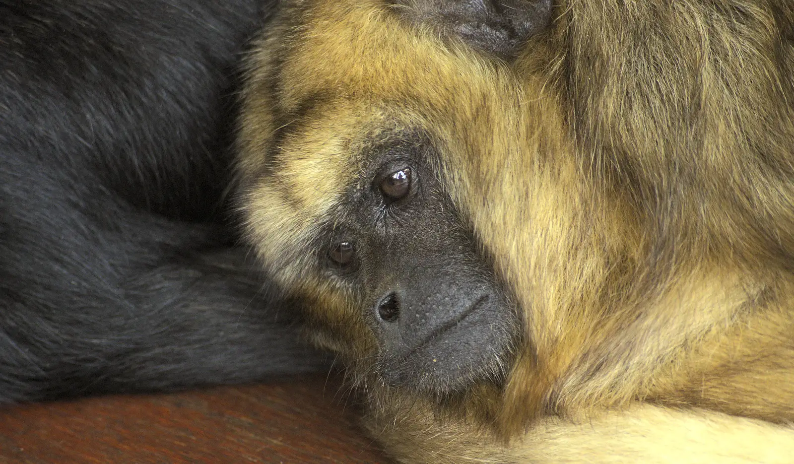 A sad-looking monkey, from Tiger Cubs at Banham Zoo, Banham, Norfolk - 6th August 2013