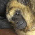 A sad-looking monkey, Tiger Cubs at Banham Zoo, Banham, Norfolk - 6th August 2013