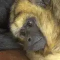 A sad-looking monkey, Tiger Cubs at Banham Zoo, Banham, Norfolk - 6th August 2013