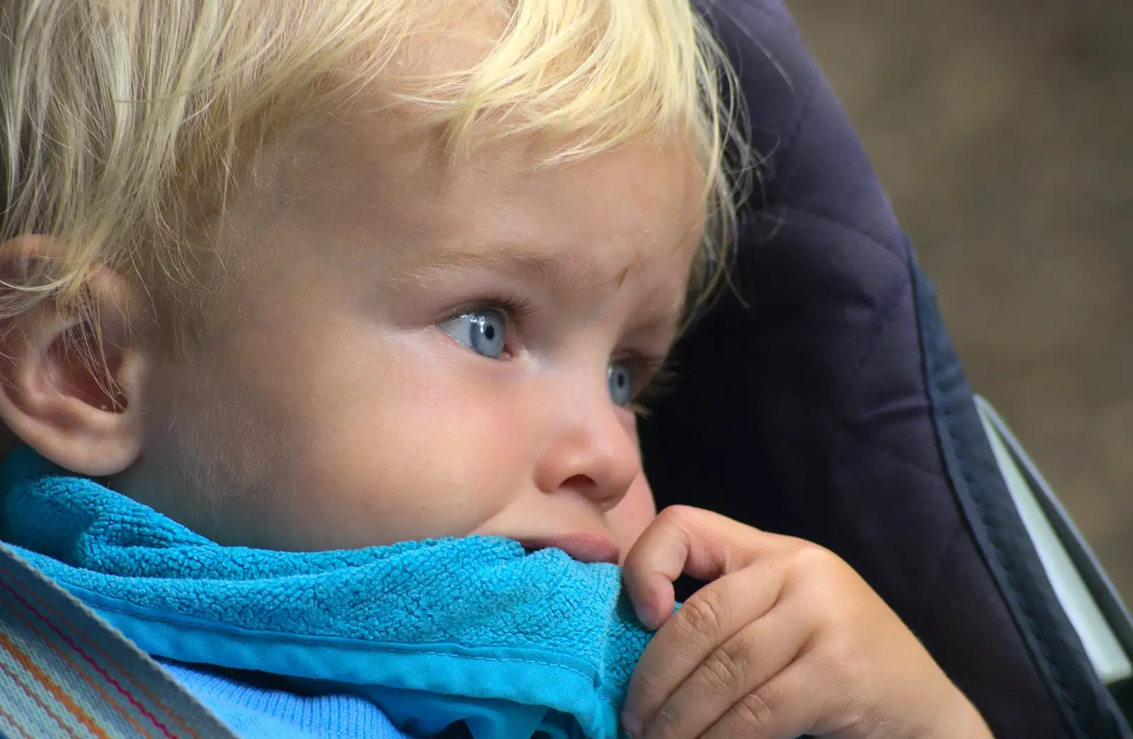 Harry chews his bandana, from Tiger Cubs at Banham Zoo, Banham, Norfolk - 6th August 2013