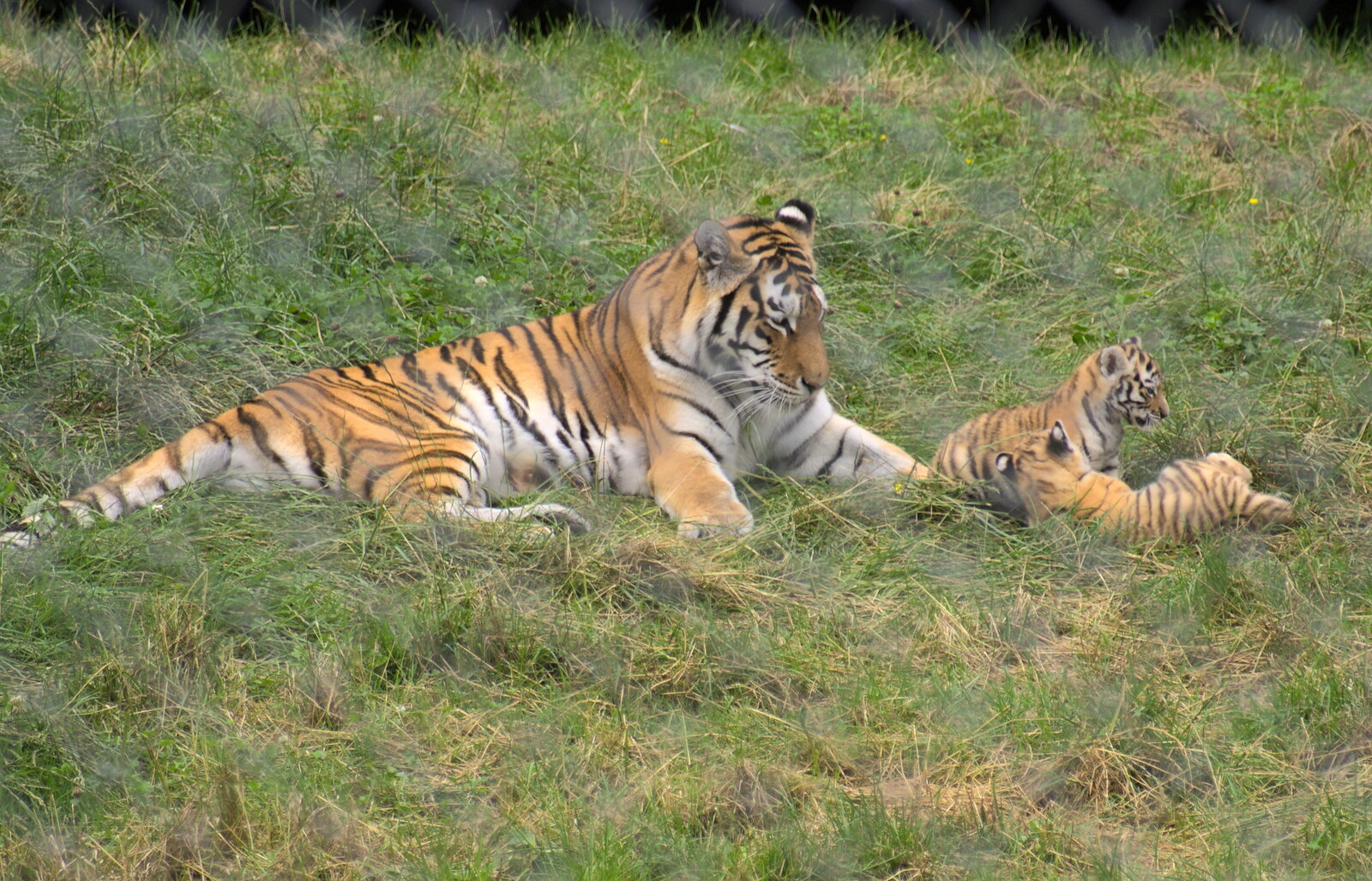 A tiger and a pair of cubs from Tiger Cubs at Banham Zoo, Banham, Norfolk - 6th August 2013