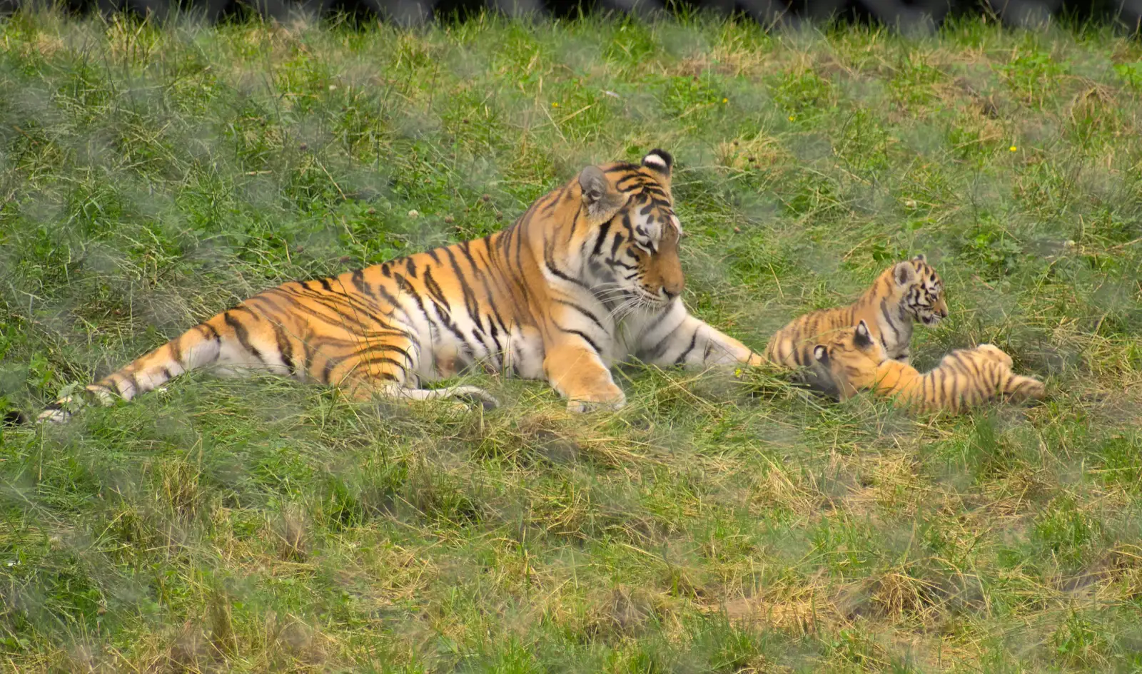 A tiger and a pair of cubs, from Tiger Cubs at Banham Zoo, Banham, Norfolk - 6th August 2013