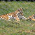 A tiger and a pair of cubs, Tiger Cubs at Banham Zoo, Banham, Norfolk - 6th August 2013