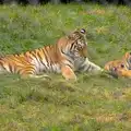 A tiger and a pair of cubs, Tiger Cubs at Banham Zoo, Banham, Norfolk - 6th August 2013