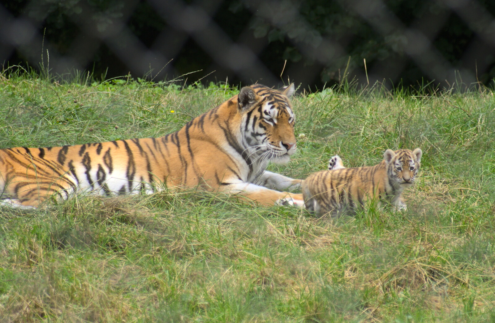 A tiger and one of its new cubs from Tiger Cubs at Banham Zoo, Banham, Norfolk - 6th August 2013