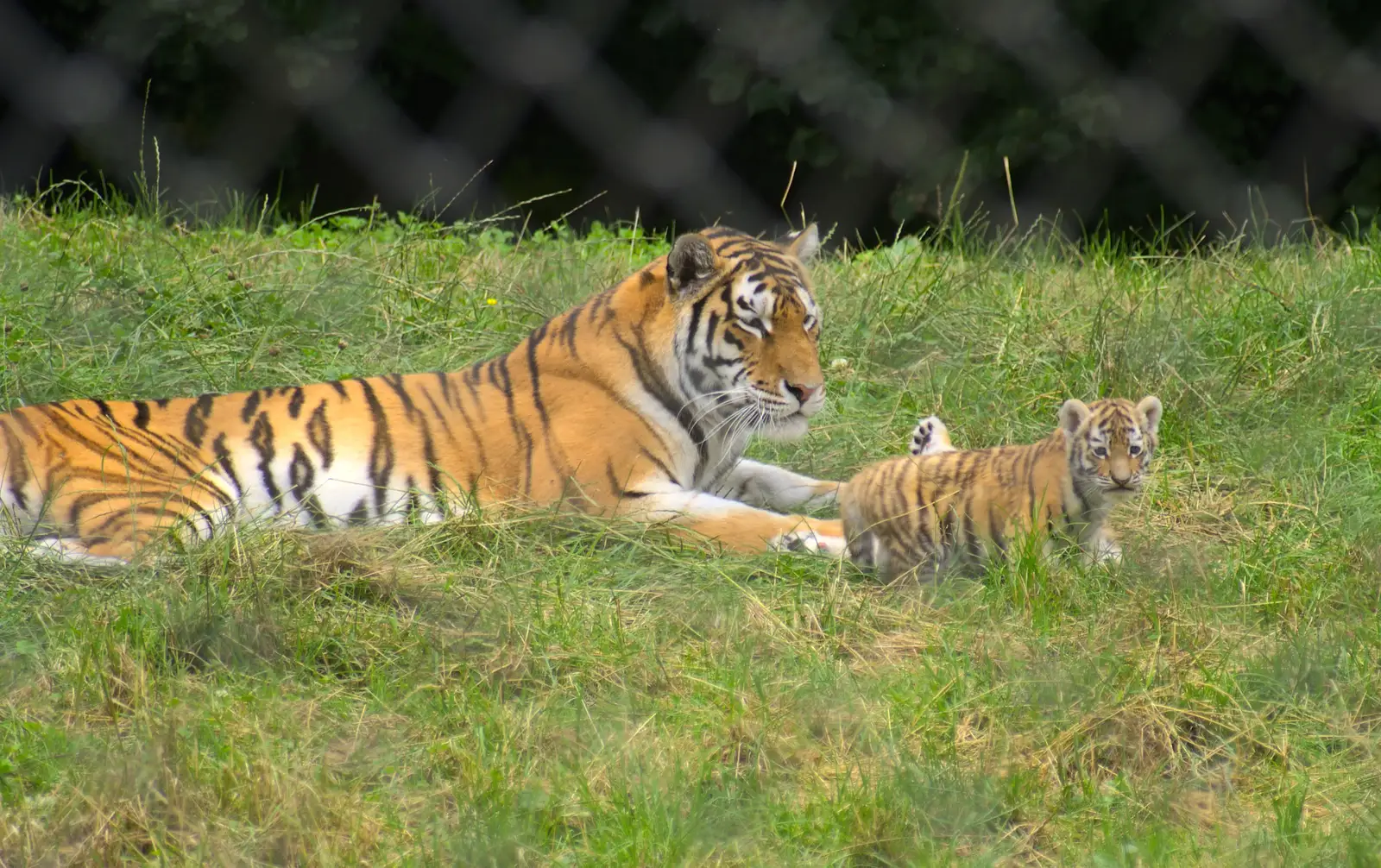 A tiger and one of its new cubs, from Tiger Cubs at Banham Zoo, Banham, Norfolk - 6th August 2013