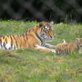 A tiger and one of its new cubs, Tiger Cubs at Banham Zoo, Banham, Norfolk - 6th August 2013