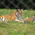 A tiger and one of its new cubs, Tiger Cubs at Banham Zoo, Banham, Norfolk - 6th August 2013