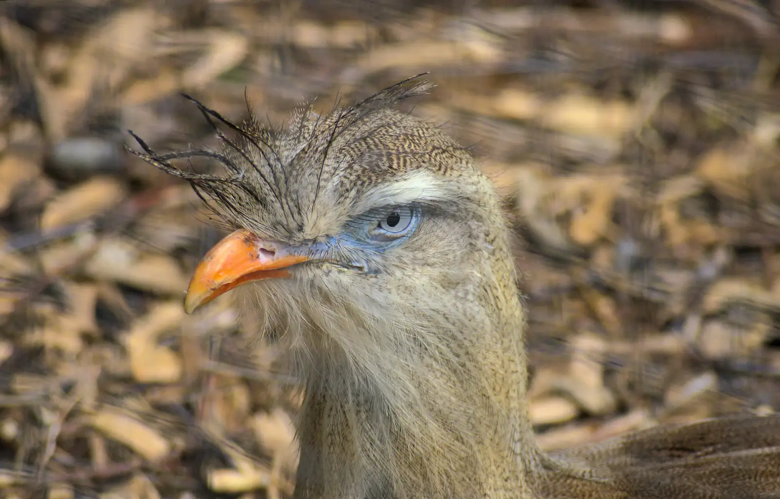 A fierce-looking bird, from Tiger Cubs at Banham Zoo, Banham, Norfolk - 6th August 2013