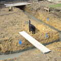 Millie explores the footings, Grand Designs: Building Commences, Brome, Suffolk - 8th August 2013