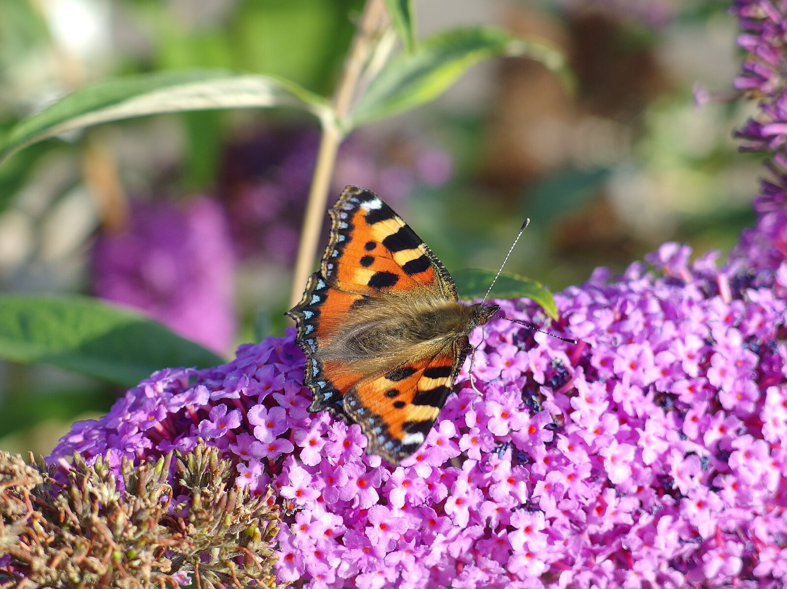 A butterfly on the buddleia at Diss station from A Giant Sand Pile, and a Walk at Thornham, Suffolk - 17th August 2013