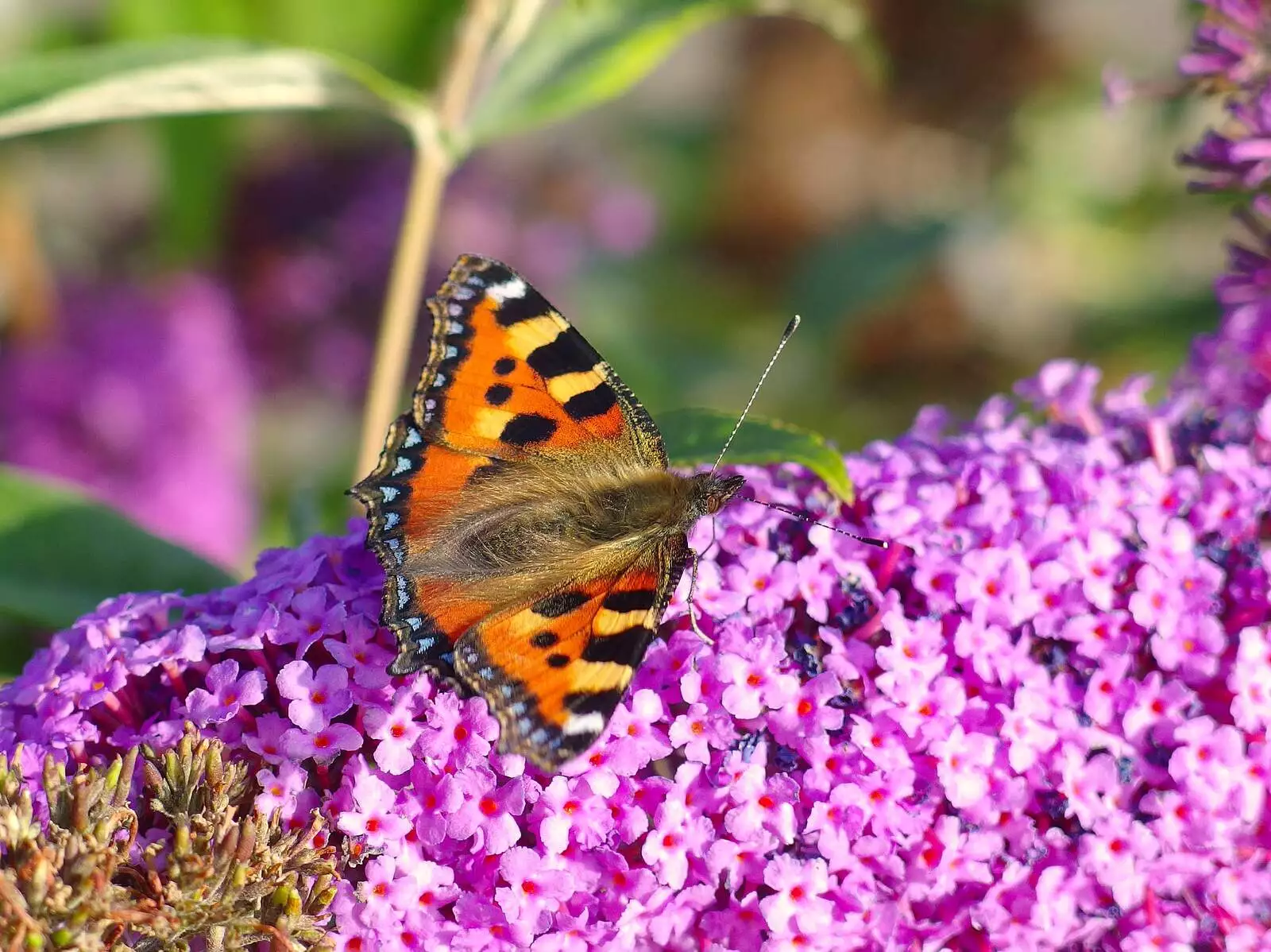 A butterfly on the buddleia at Diss station, from A Giant Sand Pile, and a Walk at Thornham, Suffolk - 17th August 2013