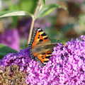 A butterfly on the buddleia at Diss station, A Giant Sand Pile, and a Walk at Thornham, Suffolk - 17th August 2013