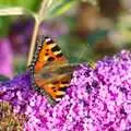 A butterfly on the buddleia at Diss station, A Giant Sand Pile, and a Walk at Thornham, Suffolk - 17th August 2013