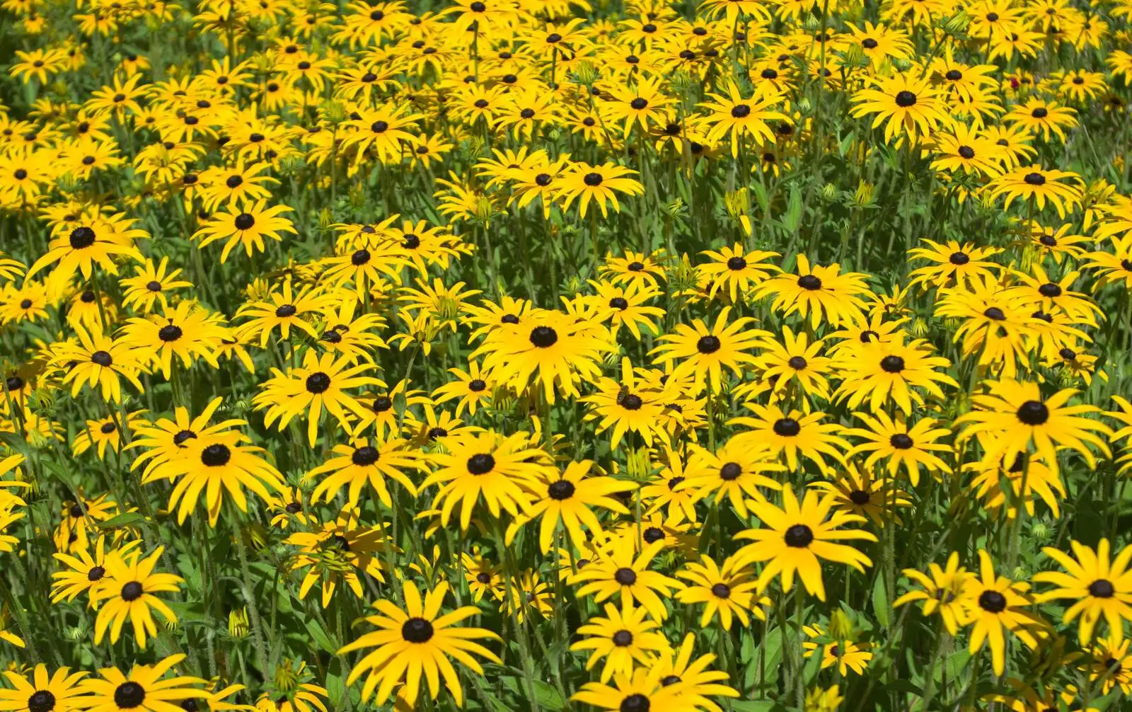 A field of yellow flowers, from Bressingham Gardens, and Building Progress, Brome, Suffolk - 26th August 2013