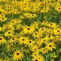 A field of yellow flowers, Bressingham Gardens, and Building Progress, Brome, Suffolk - 26th August 2013