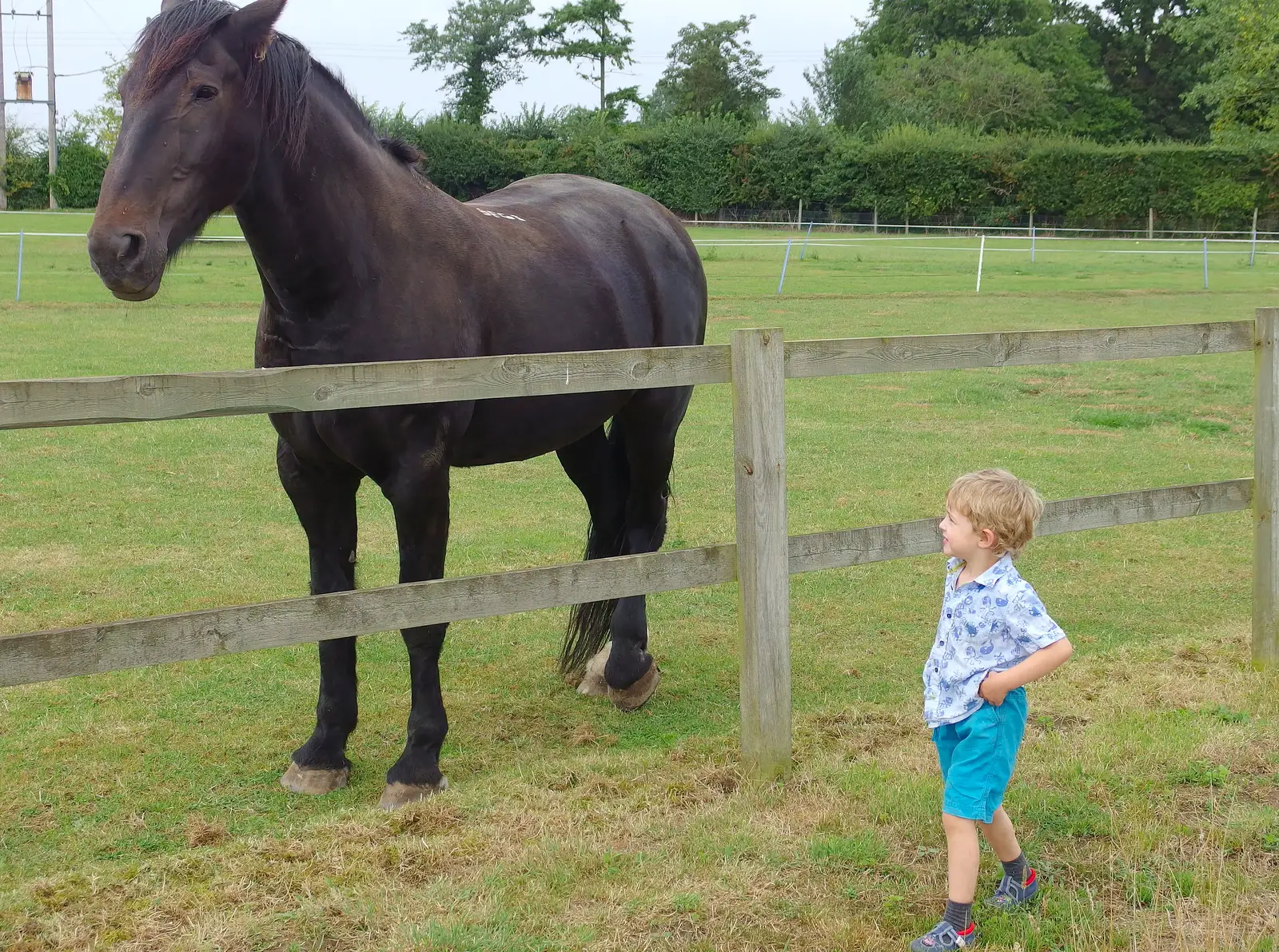 Fred walks around near the massive horse, from Pigeon-Eating Hawks and the Mellis Beer Festival, London and Suffolk - 31st August 2013