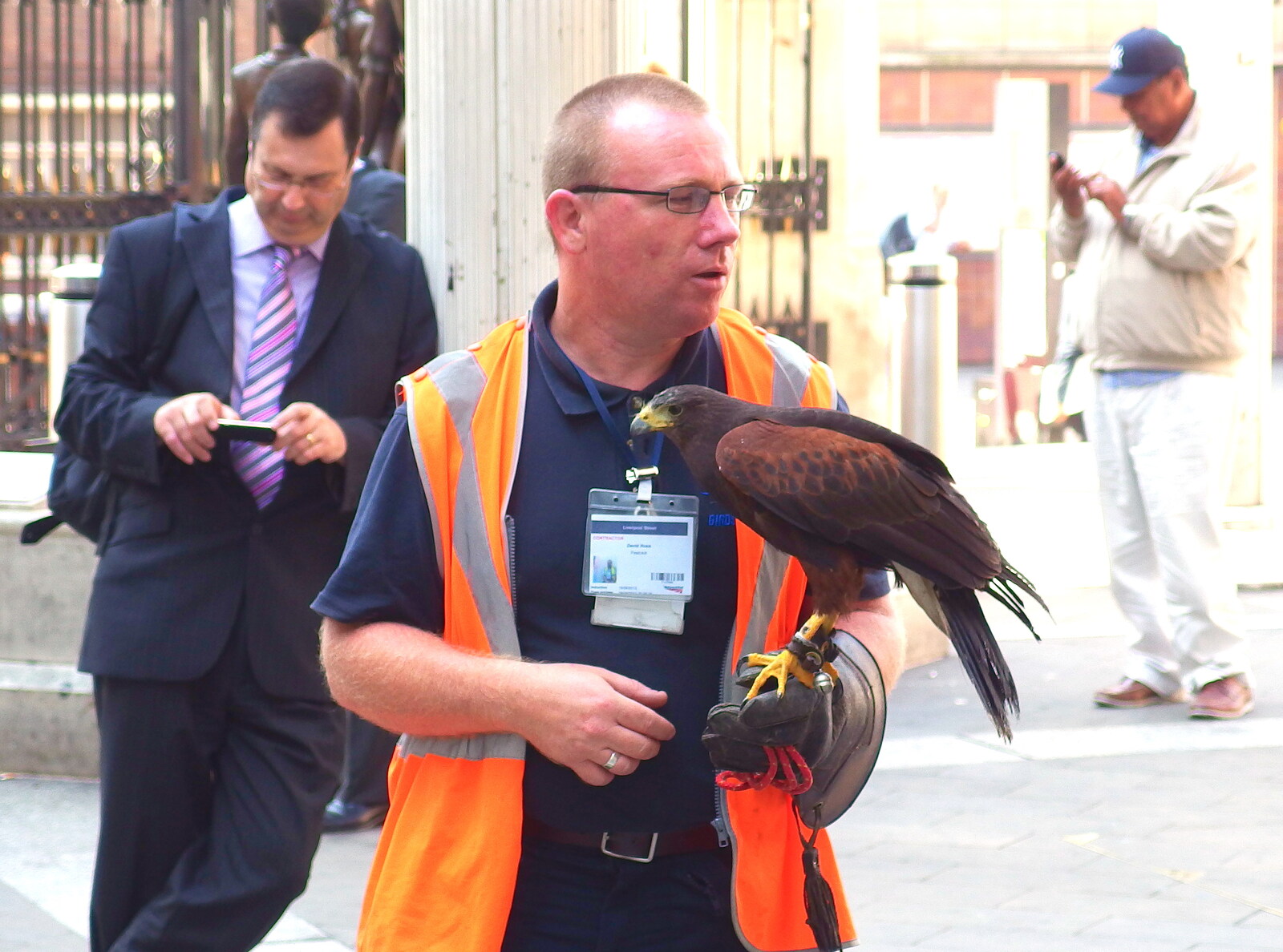The pigeon-eating kestrel gets ready for a mission from Pigeon-Eating Hawks and the Mellis Beer Festival, London and Suffolk - 31st August 2013