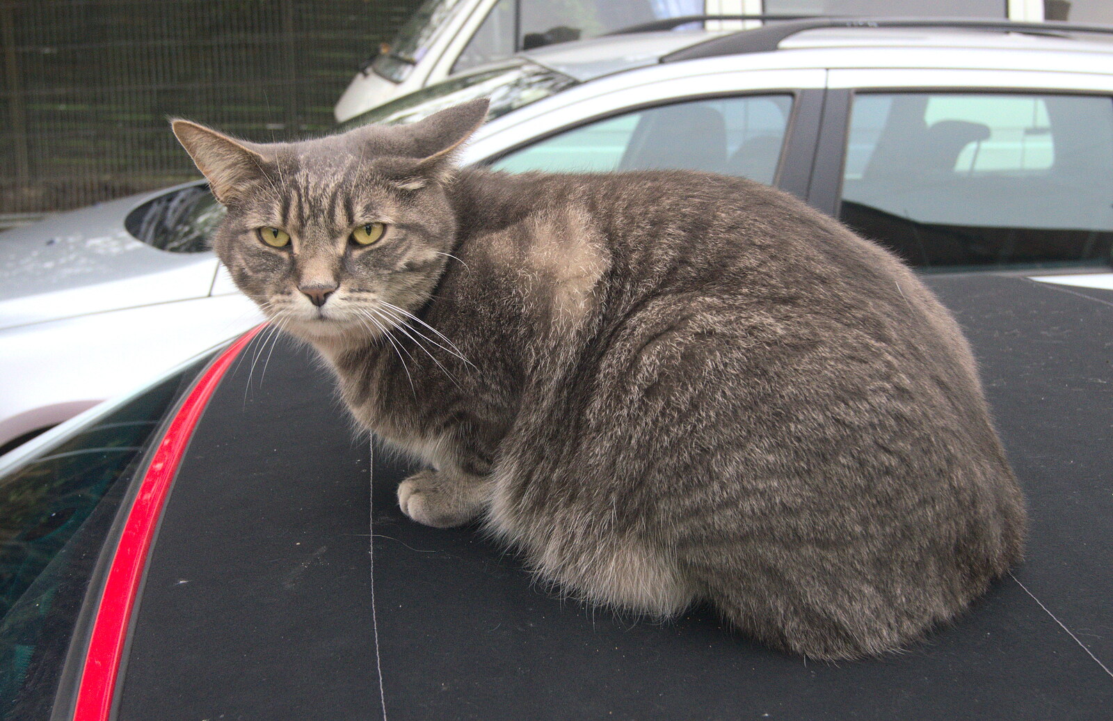 Boris - Stripey Cat - sits on the car from Fred's Fifth Birthday, The Village Hall, Brome, Suffolk - 28th September 2013