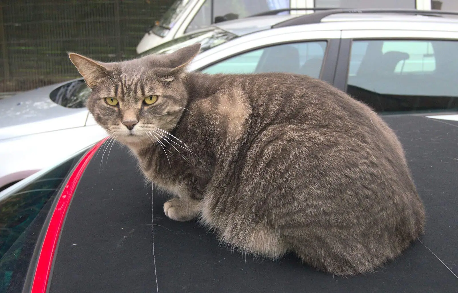 Boris - Stripey Cat - sits on the car, from Fred's Fifth Birthday, The Village Hall, Brome, Suffolk - 28th September 2013