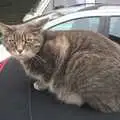 Boris - Stripey Cat - sits on the car, Fred's Fifth Birthday, The Village Hall, Brome, Suffolk - 28th September 2013