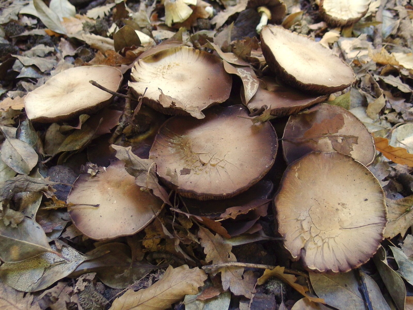 Funky mushrooms from A Walk Around Thornham, and Jacqui Dankworth, Bungay, Suffolk - 6th October 2013