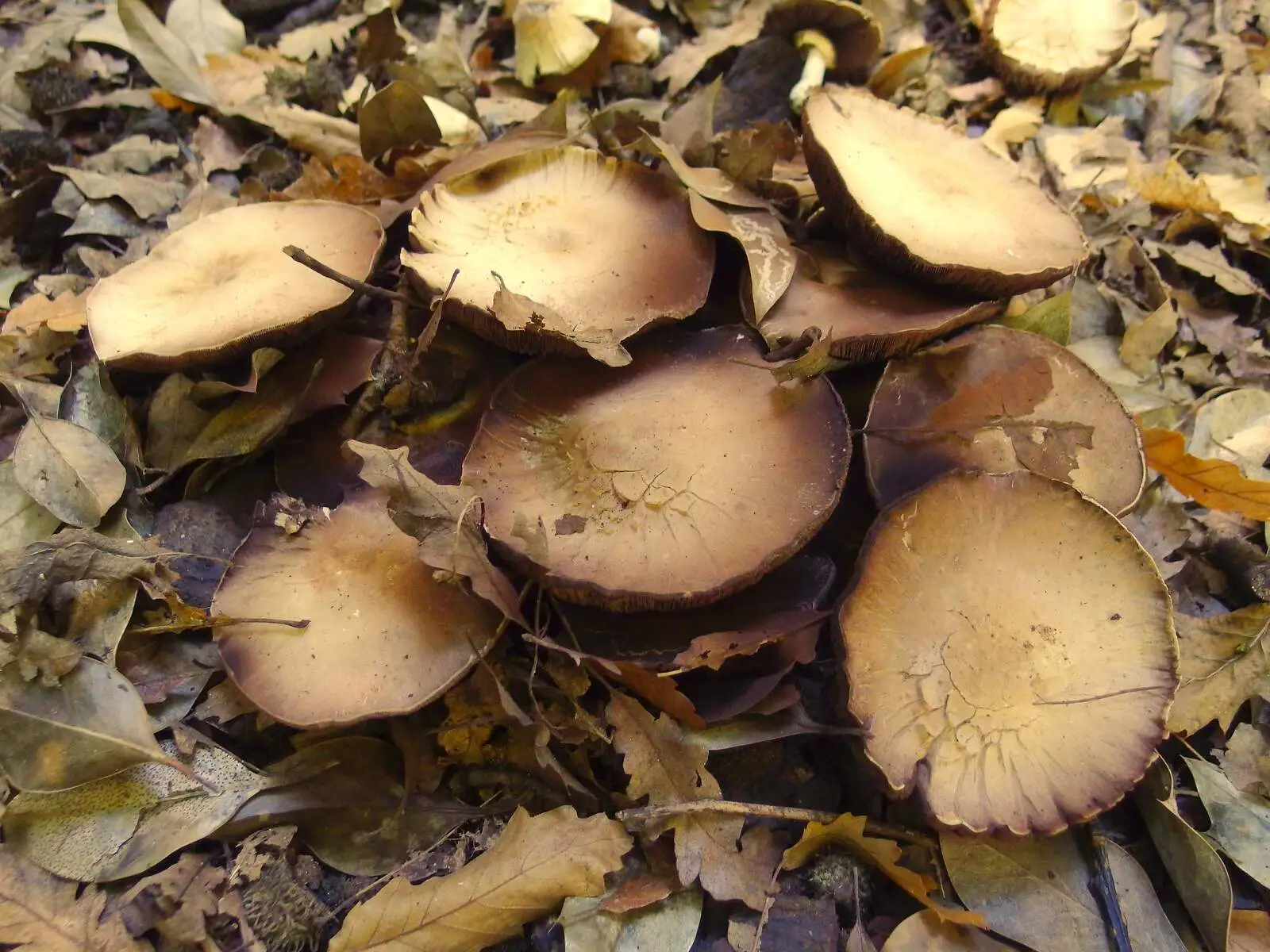 Funky mushrooms, from A Walk Around Thornham, and Jacqui Dankworth, Bungay, Suffolk - 6th October 2013