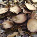 Funky mushrooms, A Walk Around Thornham, and Jacqui Dankworth, Bungay, Suffolk - 6th October 2013