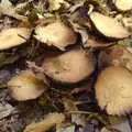 Funky mushrooms, A Walk Around Thornham, and Jacqui Dankworth, Bungay, Suffolk - 6th October 2013