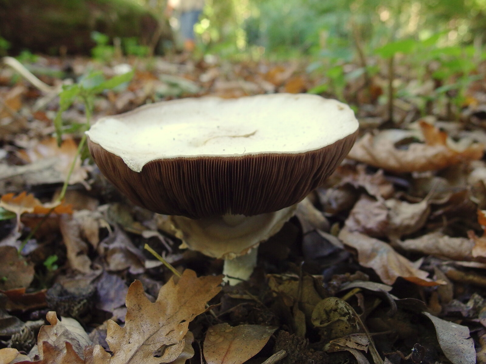 A mushroom's gills from A Walk Around Thornham, and Jacqui Dankworth, Bungay, Suffolk - 6th October 2013