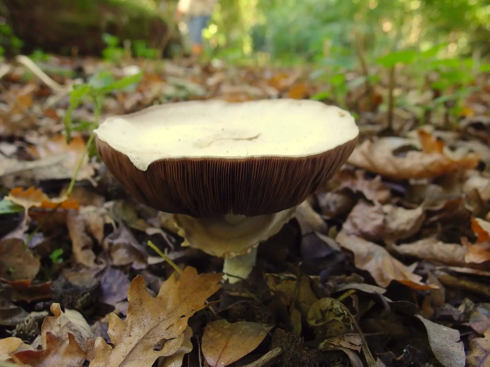 A mushroom's gills, from A Walk Around Thornham, and Jacqui Dankworth, Bungay, Suffolk - 6th October 2013