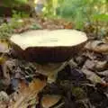 A mushroom's gills, A Walk Around Thornham, and Jacqui Dankworth, Bungay, Suffolk - 6th October 2013