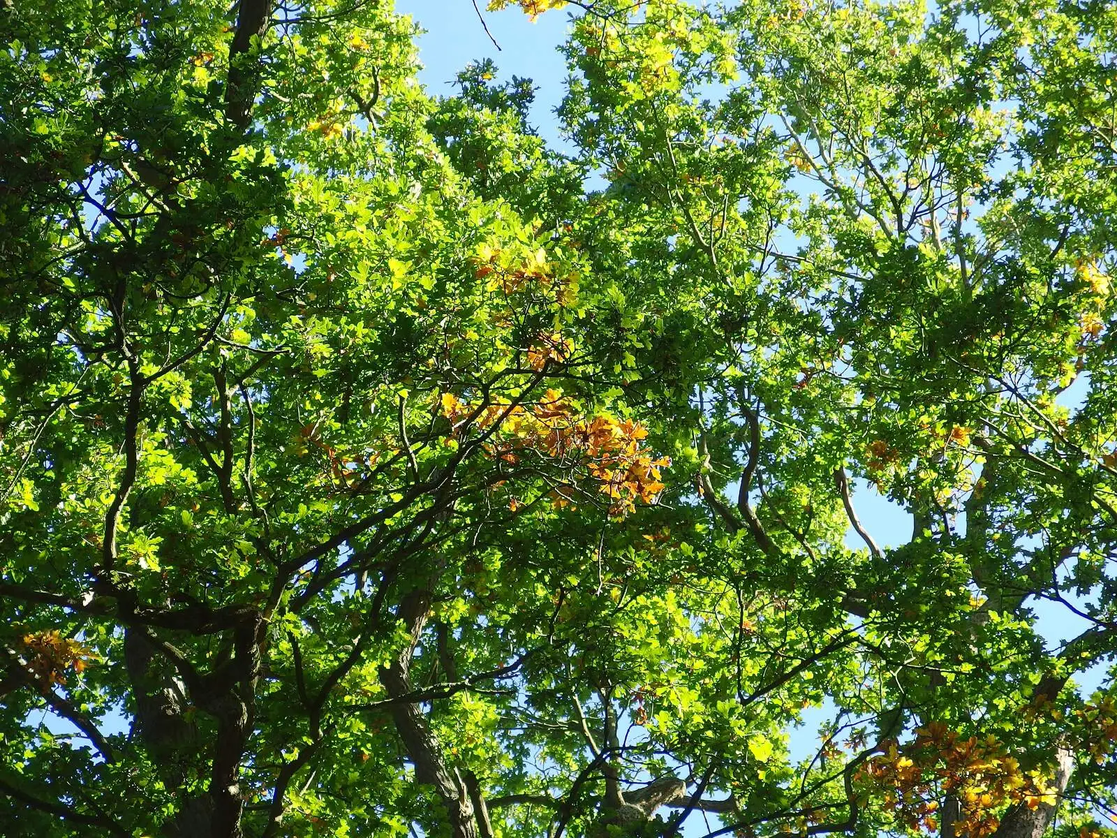 The trees are turning to autumn, from A Walk Around Thornham, and Jacqui Dankworth, Bungay, Suffolk - 6th October 2013