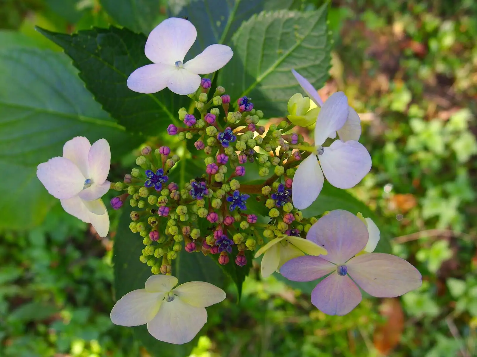 Blossom and berries, from A Walk Around Thornham, and Jacqui Dankworth, Bungay, Suffolk - 6th October 2013