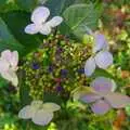 Blossom and berries, A Walk Around Thornham, and Jacqui Dankworth, Bungay, Suffolk - 6th October 2013