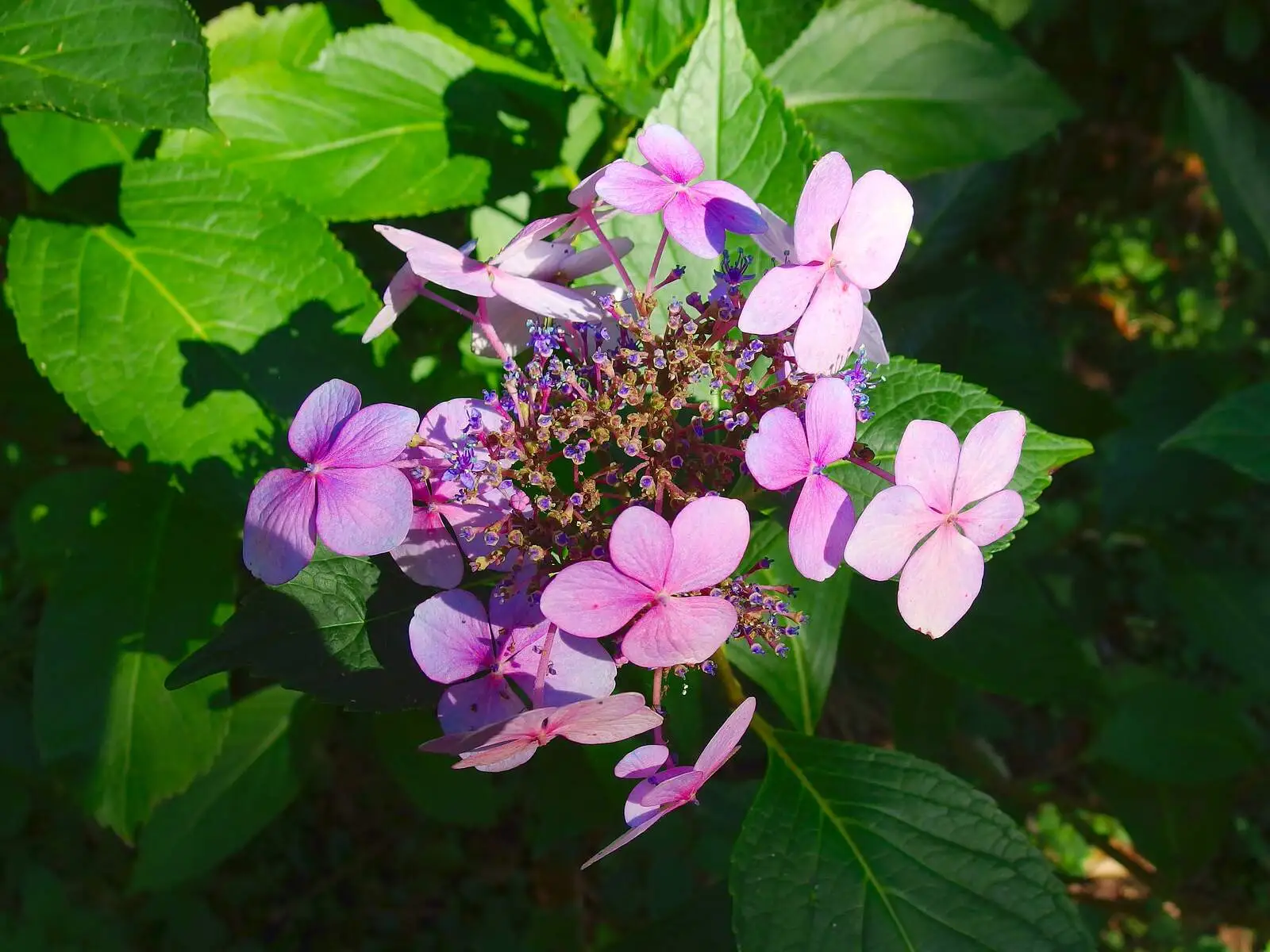 Some pink flowers, from A Walk Around Thornham, and Jacqui Dankworth, Bungay, Suffolk - 6th October 2013