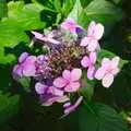 Some pink flowers, A Walk Around Thornham, and Jacqui Dankworth, Bungay, Suffolk - 6th October 2013