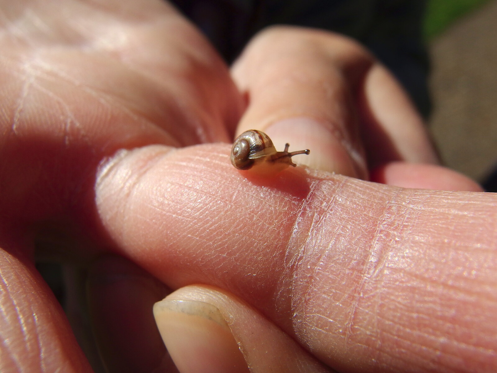 A teeny-tiny snail slides around from A Walk Around Thornham, and Jacqui Dankworth, Bungay, Suffolk - 6th October 2013