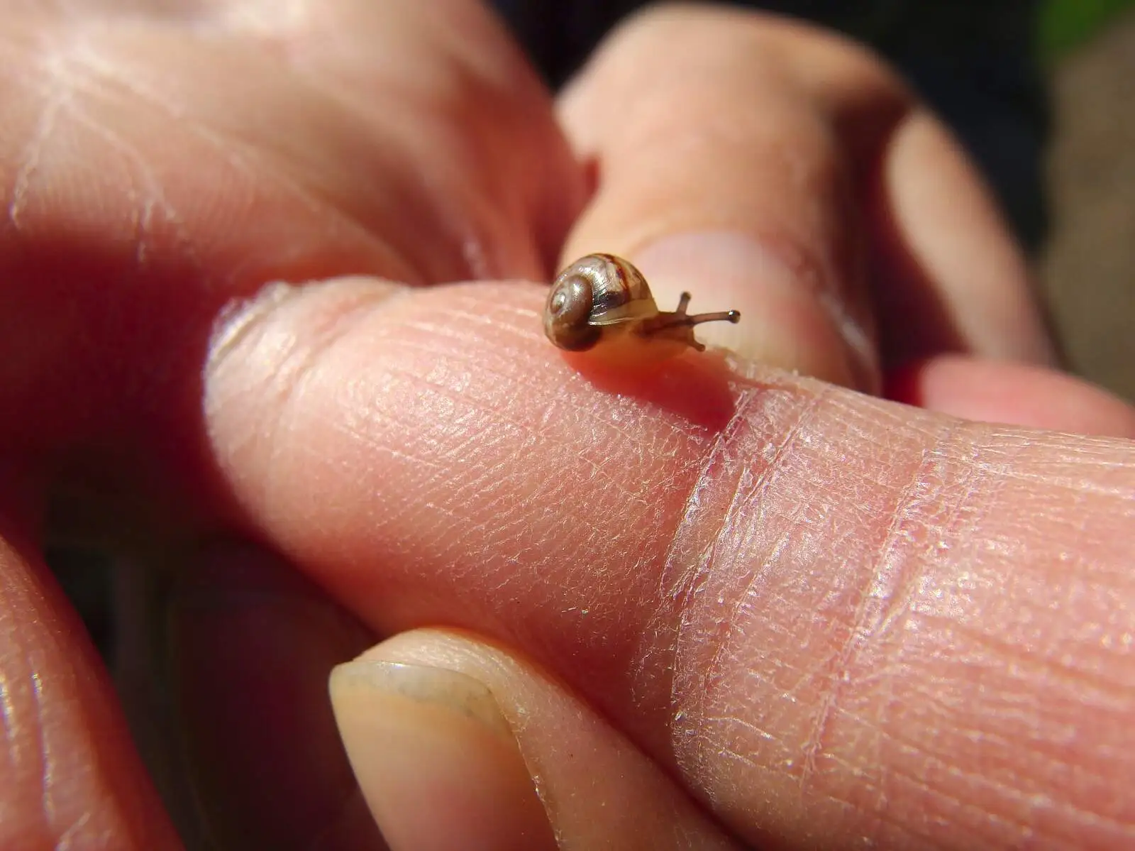 A teeny-tiny snail slides around, from A Walk Around Thornham, and Jacqui Dankworth, Bungay, Suffolk - 6th October 2013