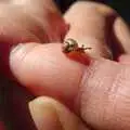 A teeny-tiny snail slides around, A Walk Around Thornham, and Jacqui Dankworth, Bungay, Suffolk - 6th October 2013