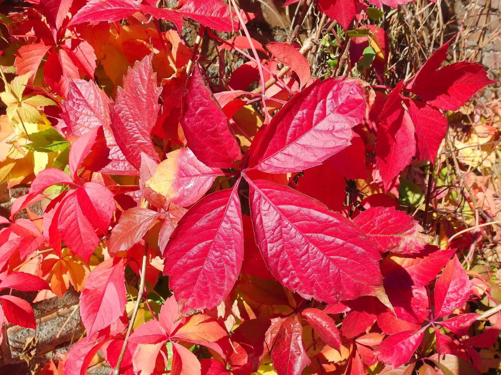 Red virginia creeper, from A Walk Around Thornham, and Jacqui Dankworth, Bungay, Suffolk - 6th October 2013